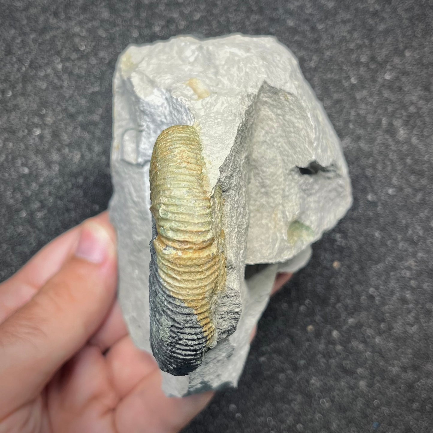 F2902 | Ammonite | Ataxioceras sp.