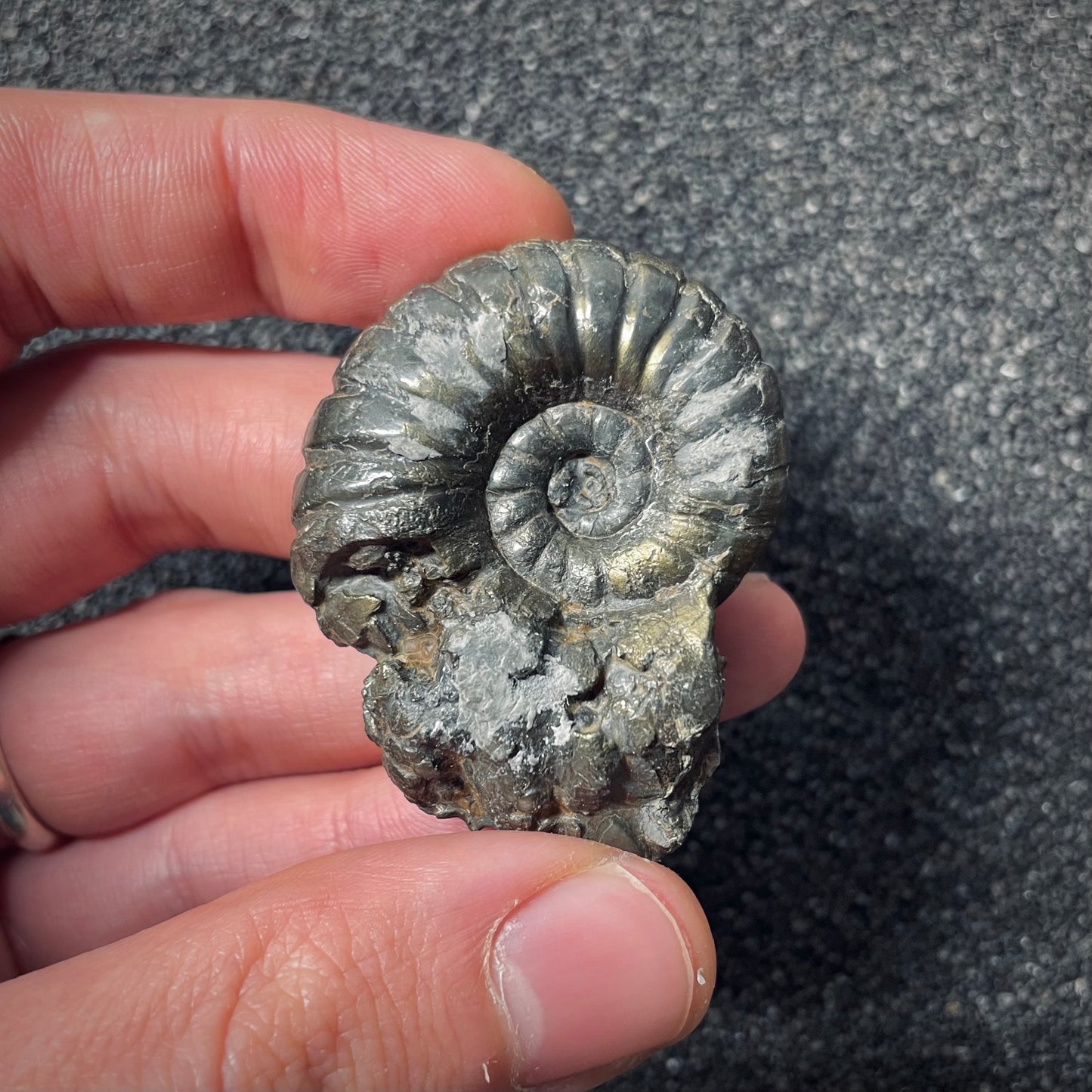 F2555 | Ammonite | Pachylytoceras hircinum