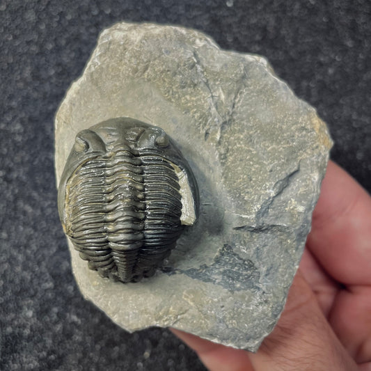 F2618 | Trilobite | Hollardops sp.