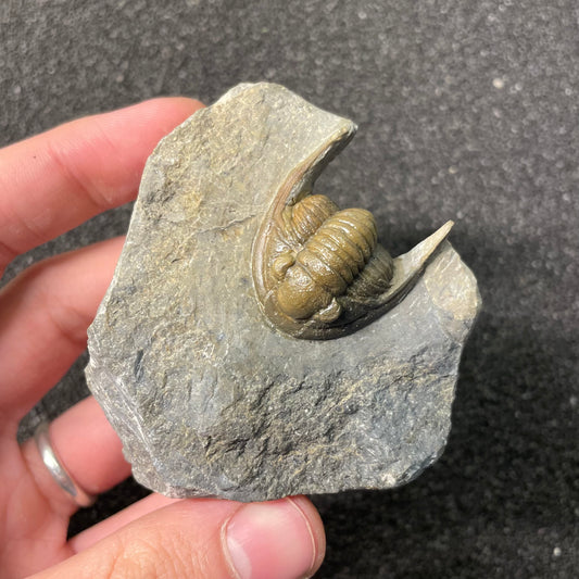 F2589 | Trilobite | Diademaproetus sp.