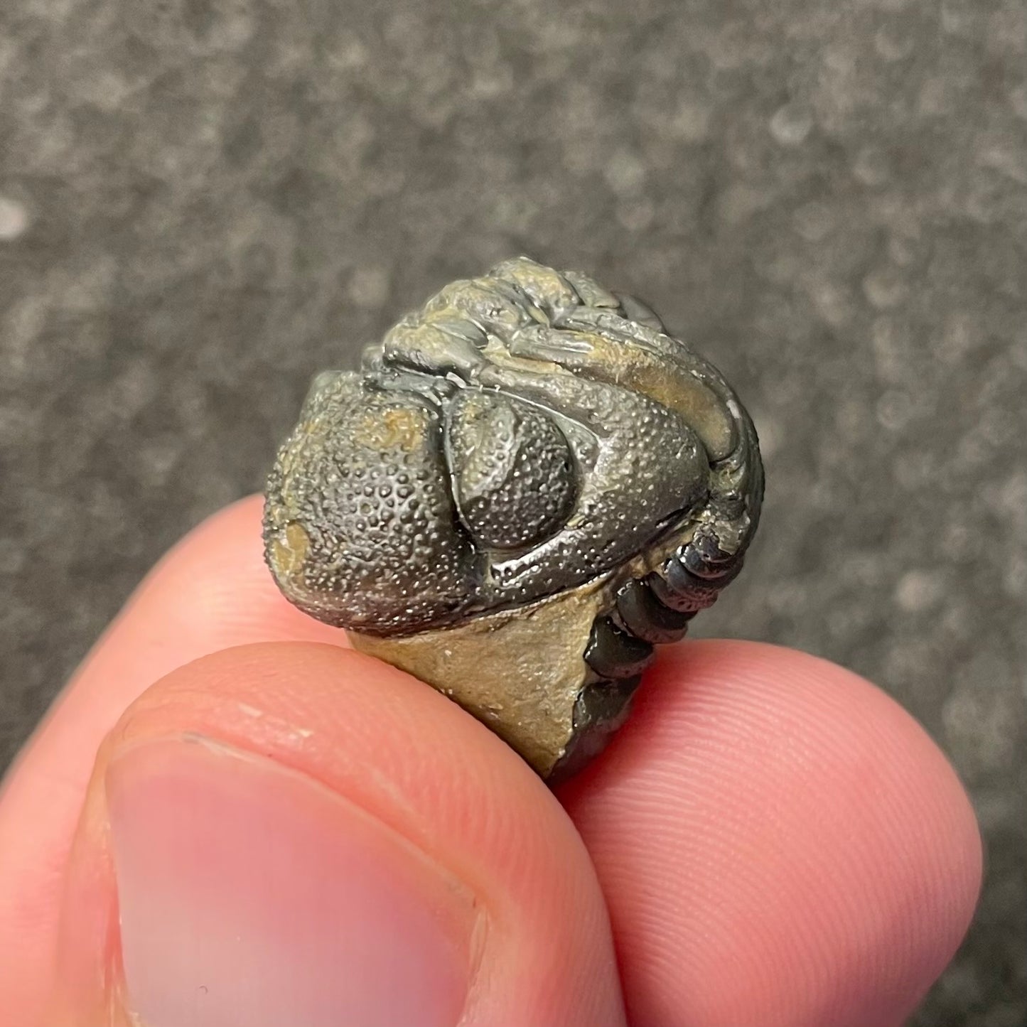 F2599 | Trilobite | Phacopidae indet.