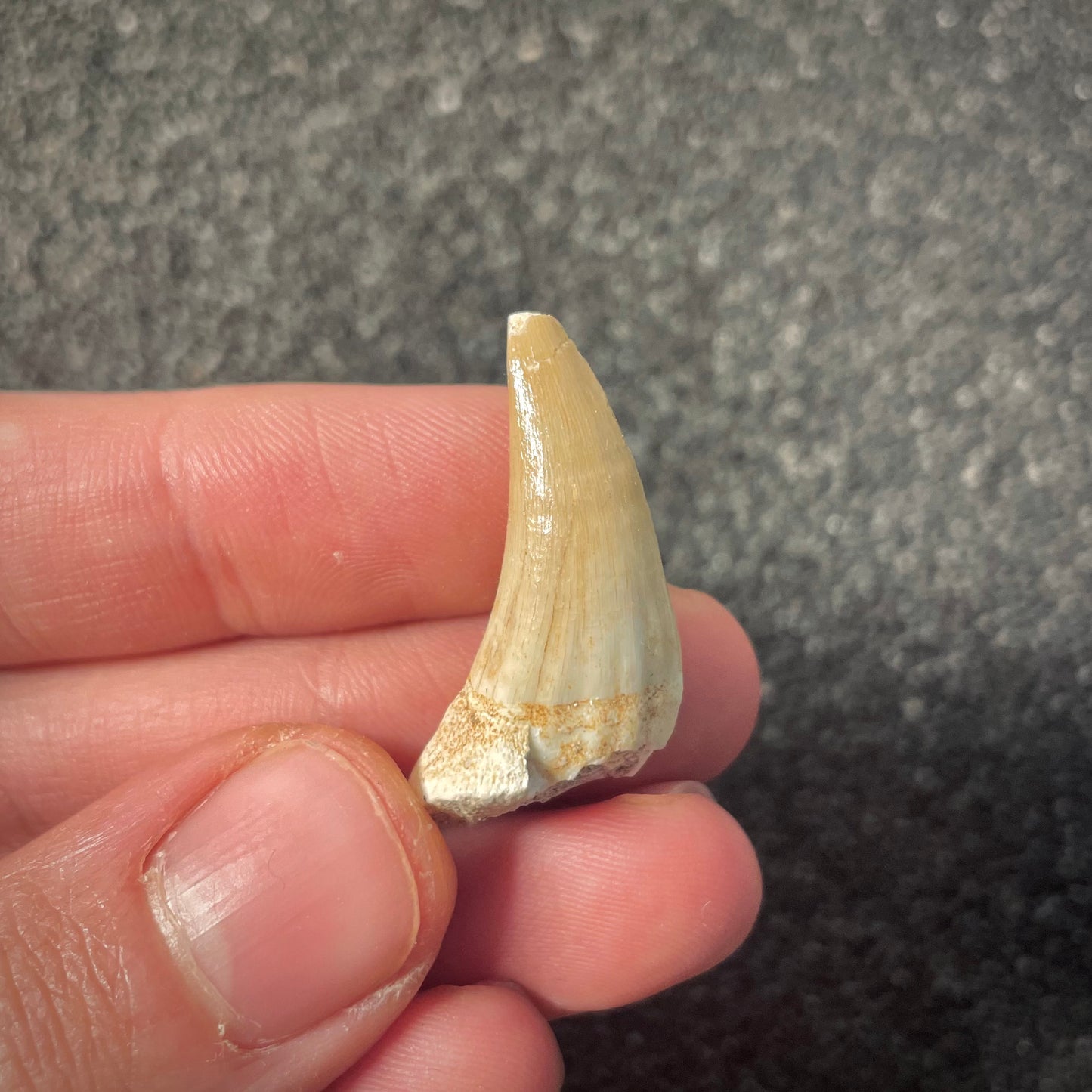 F2182 | Mosasauro | Halisaurus arambourgi