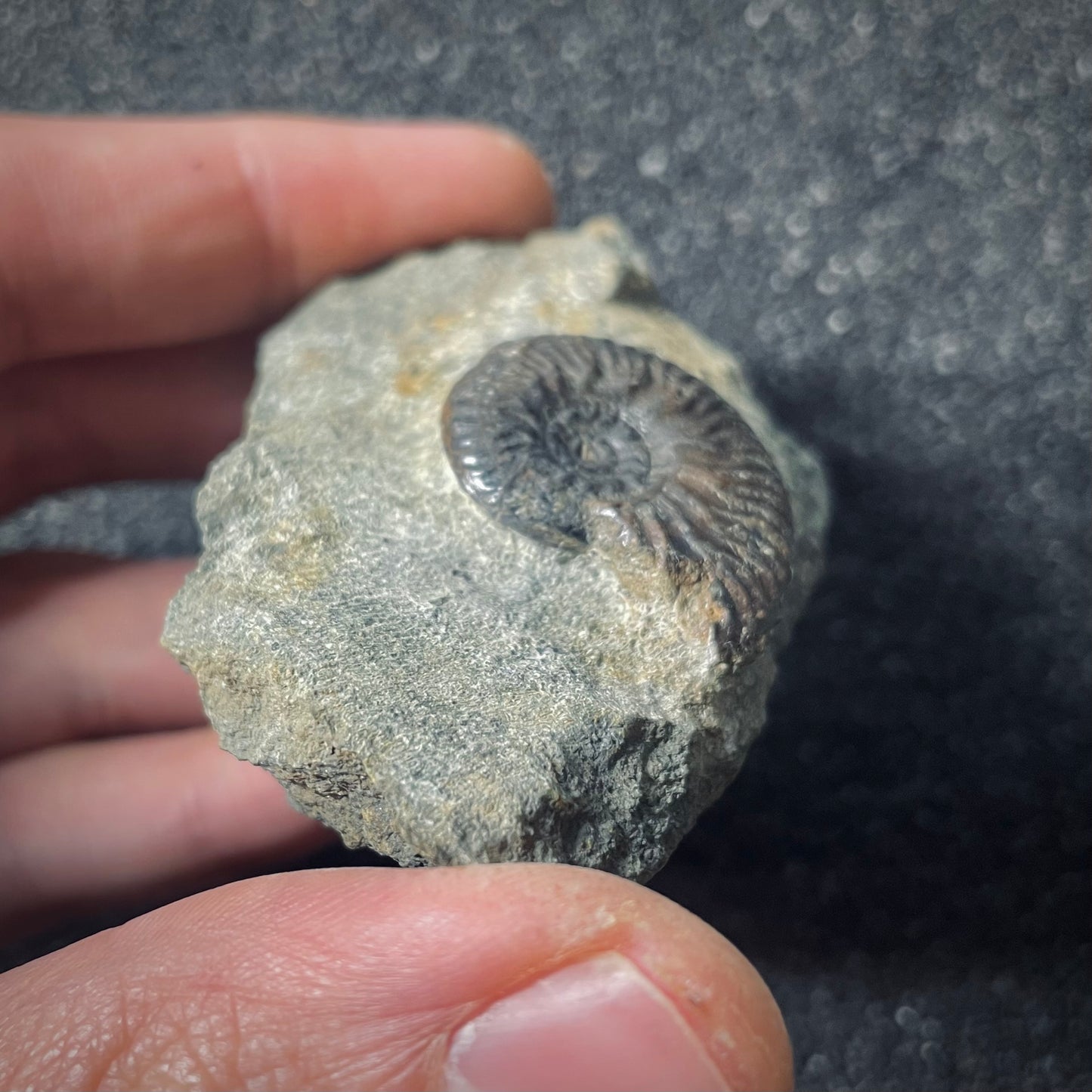 F2572 | Ammonite | Graphoceratidae indet.