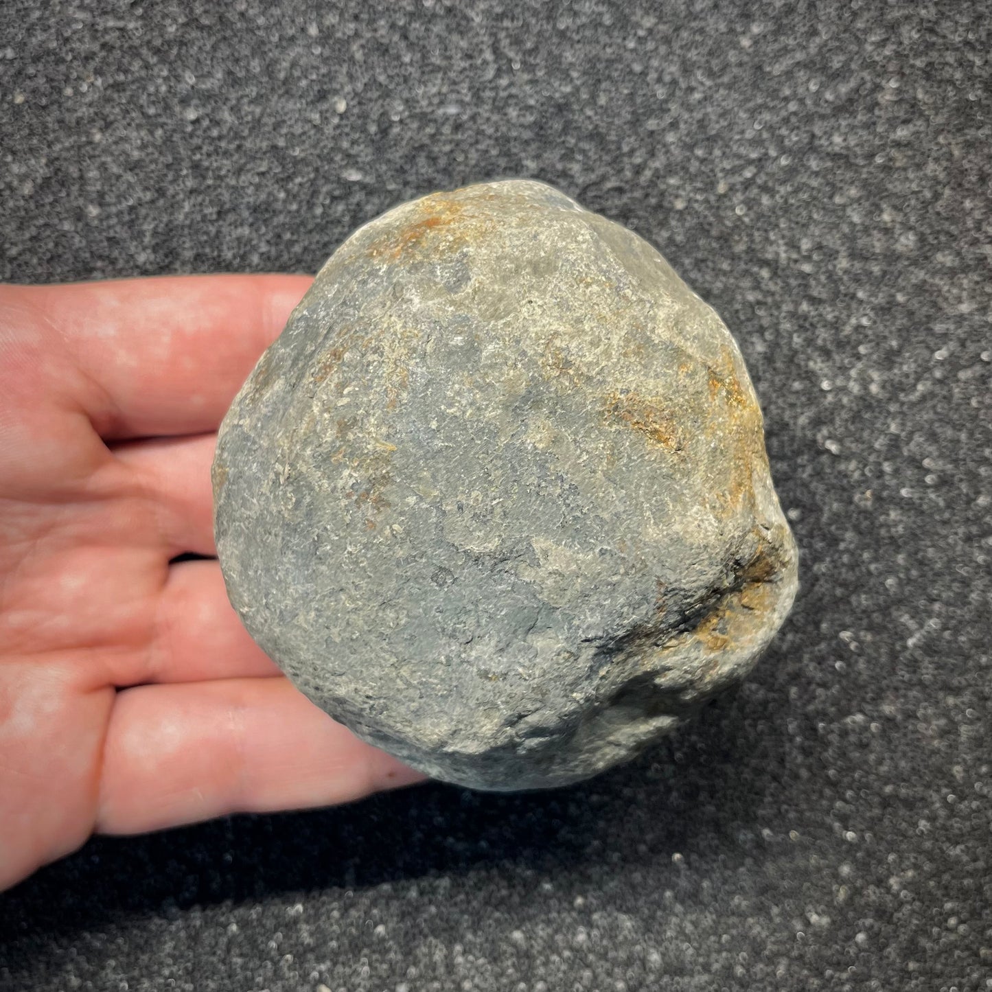 FNP26 | Fossile da preparare | Ammonite | Dactylioceratidae indet.