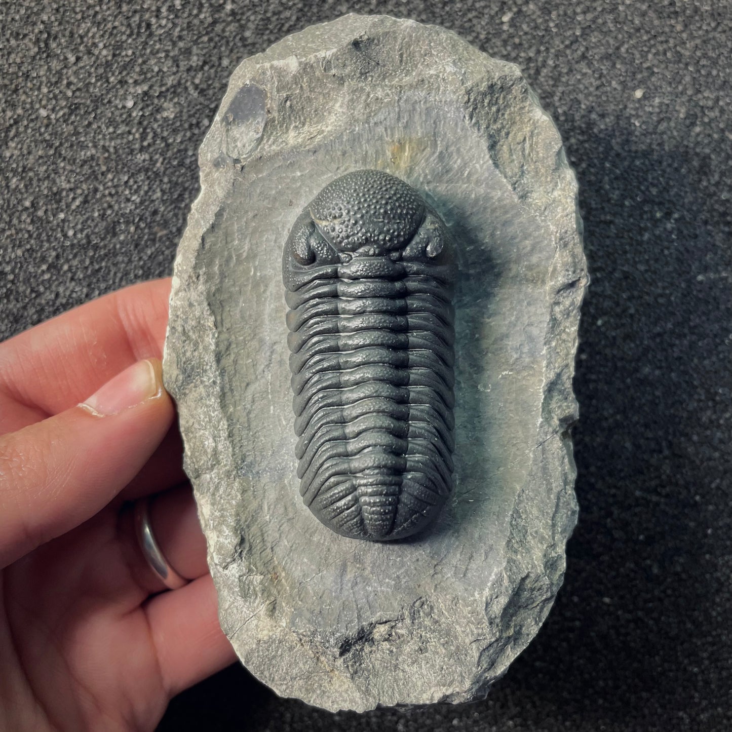 F2613 | Trilobite | Phacopidae indet.