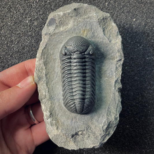 F2613 | Trilobite | Phacopidae indet.