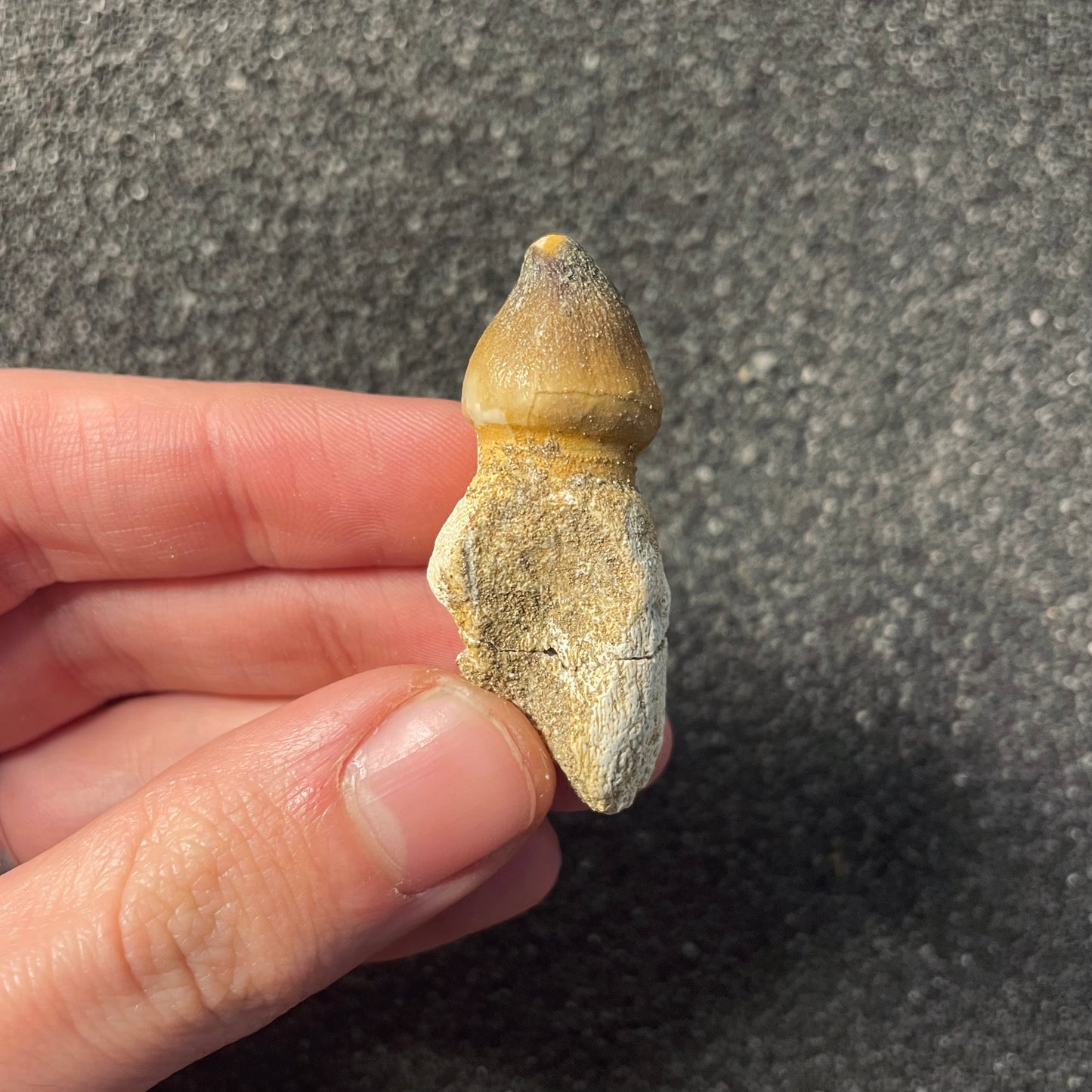 F2210 | Mosasauro | Globidens sp.