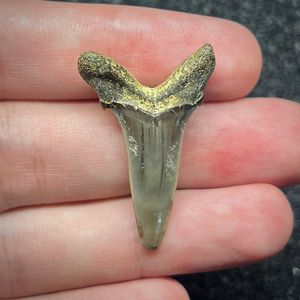 F2737 | Squalo | Odontaspididae indet.