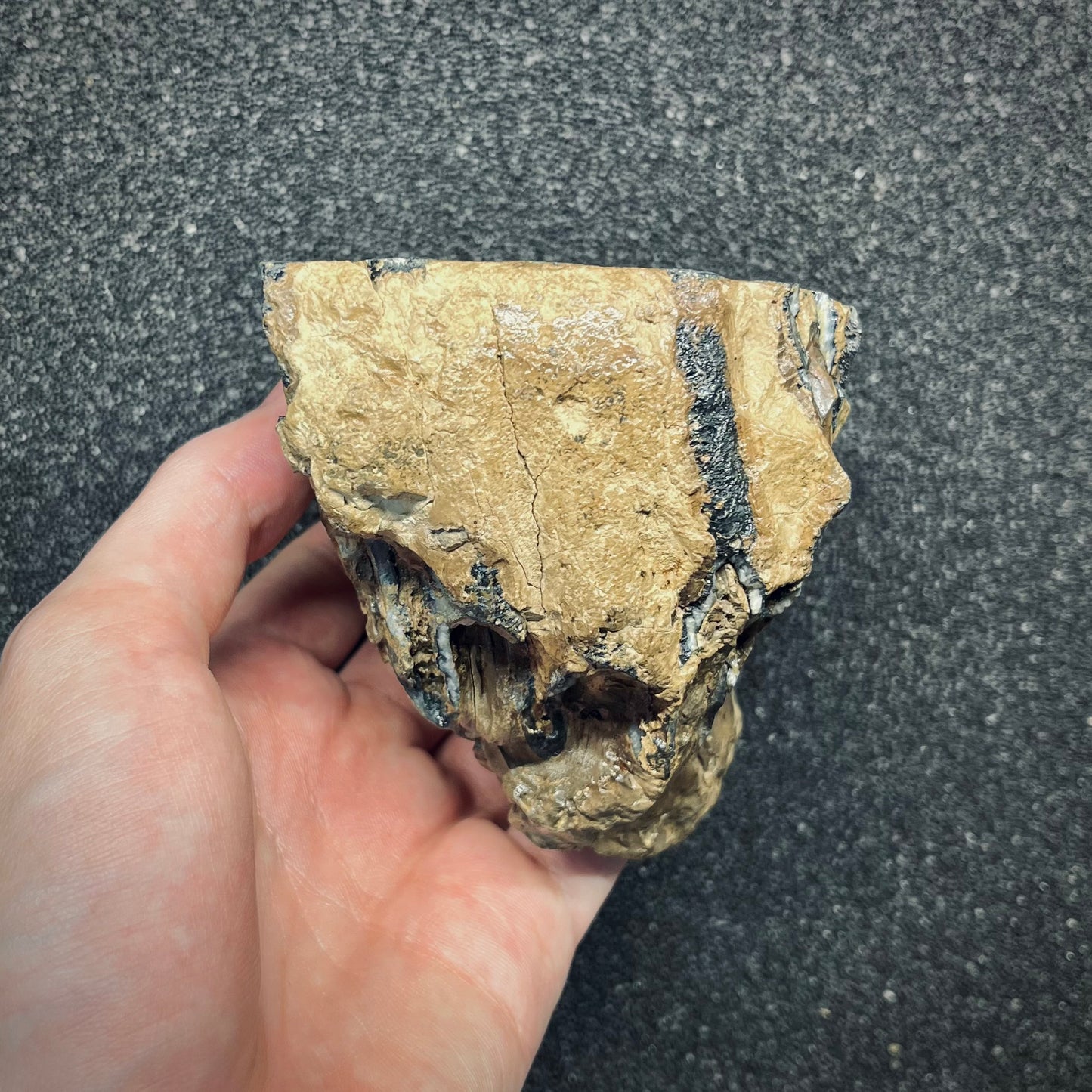 F2783 | Mammut | Mammuthus sp.