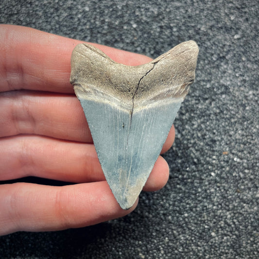 F2640 | Squalo | Otodus megalodon