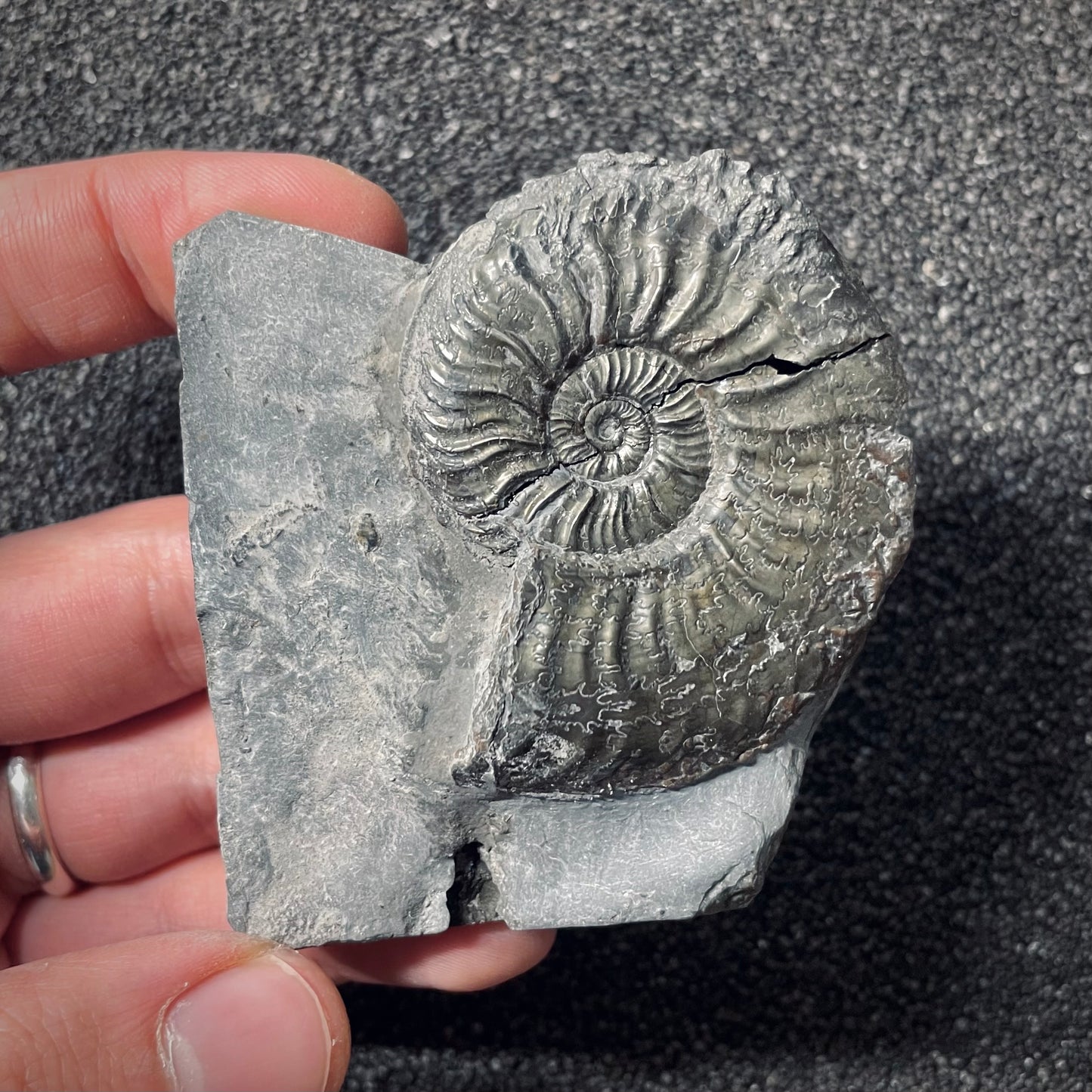 F2550 | Ammonite | Pleydellia sp.