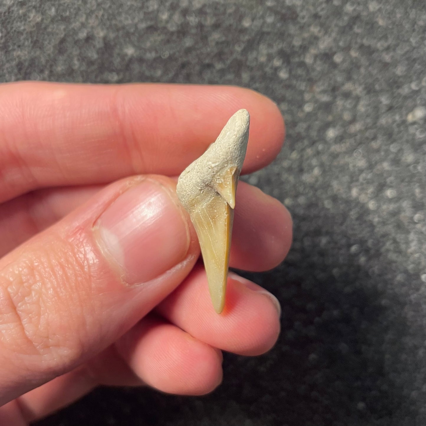 F2218 | Squalo | Otodus obliquus