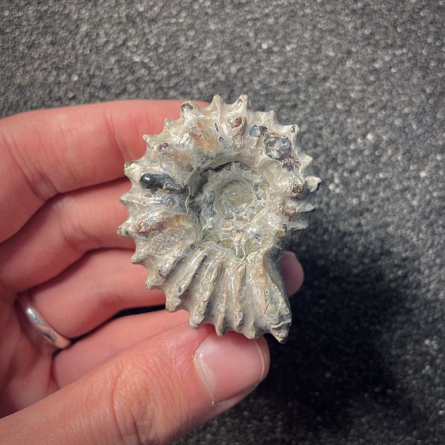 F2160 | Ammonite | Douvilleiceras sp.