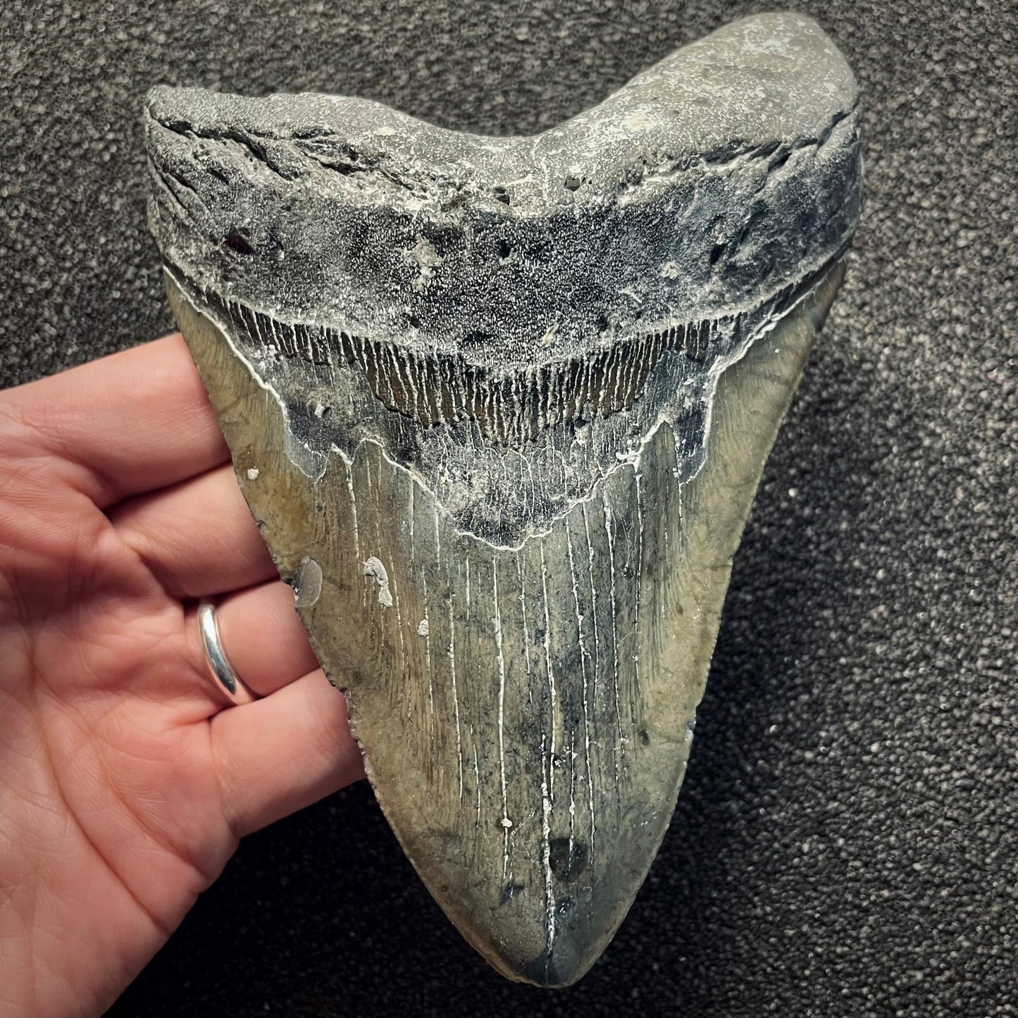 F2134 | Squalo | Otodus megalodon