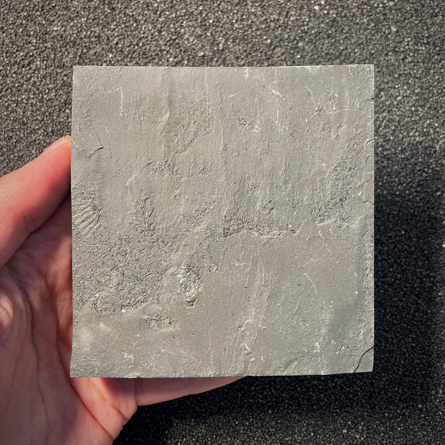 F2162 | Ammonite | Dactylioceras commune