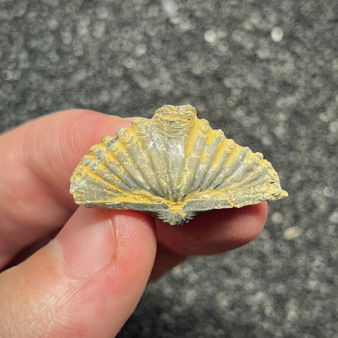 F2955 | Brachiopode | Brachiopoda indet.