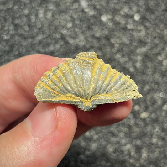 F2955 | Brachiopode | Brachiopoda indet.