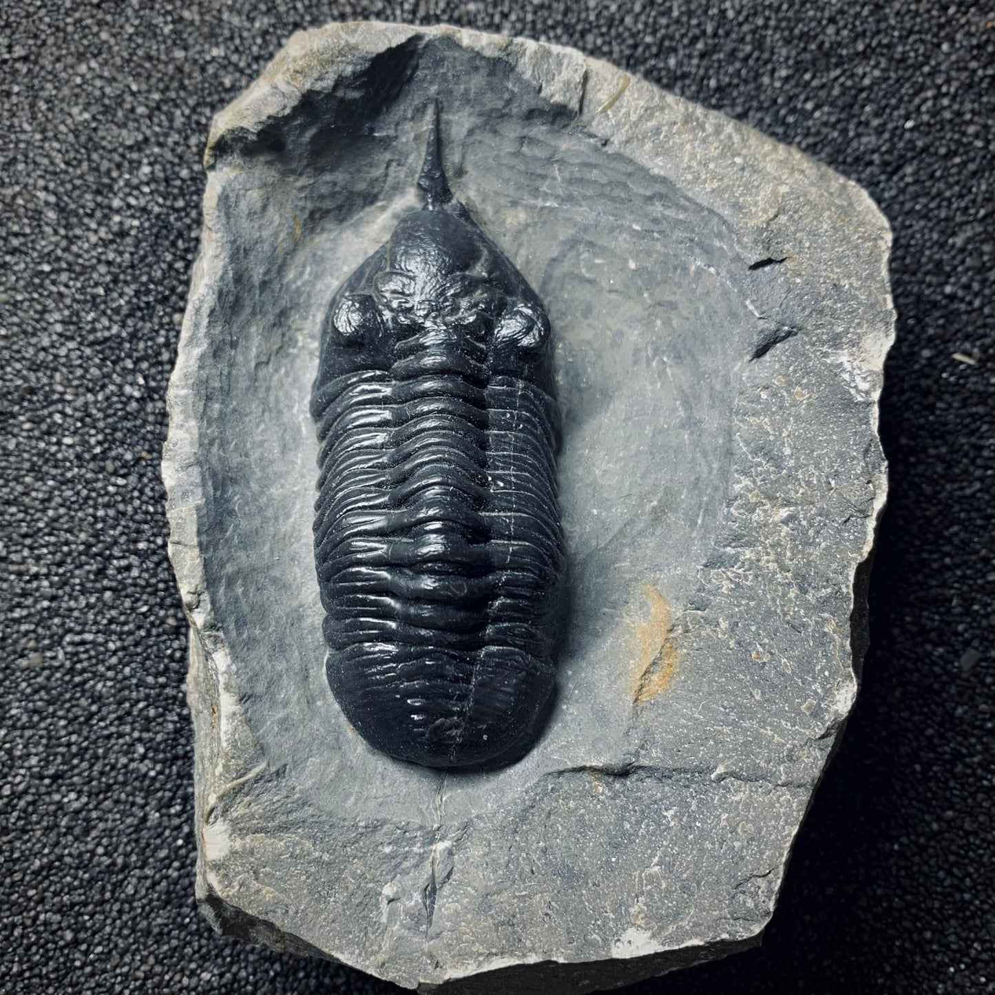 F509 | Trilobite | Morocconites malladoides
