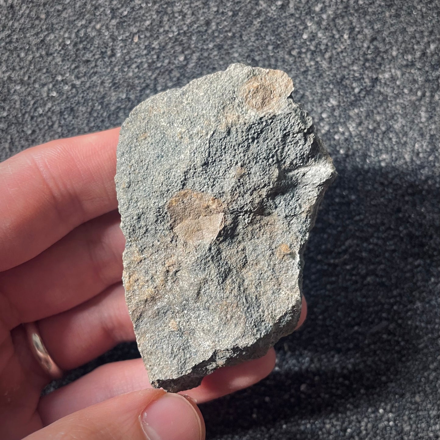 F2572 | Ammonite | Graphoceratidae indet.
