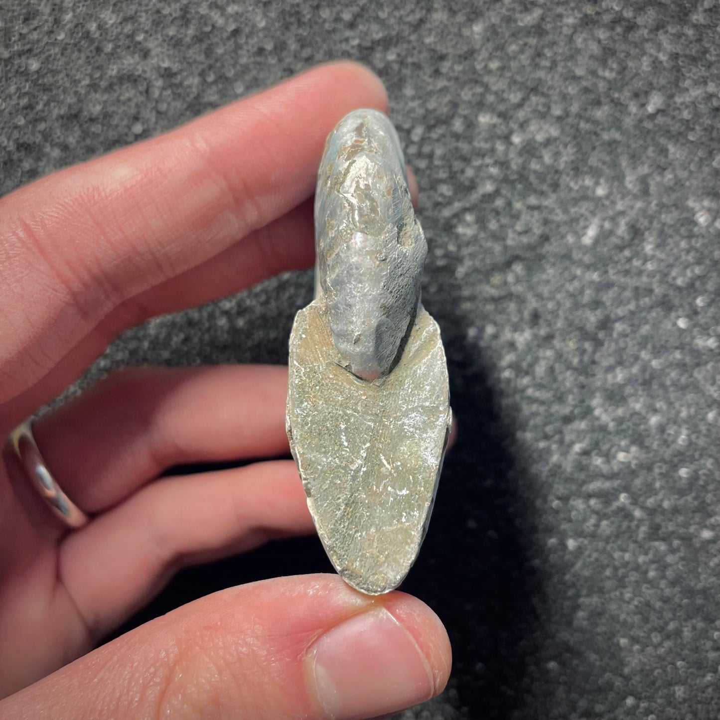 F2154 | Ammonite | Cleoniceras sp.