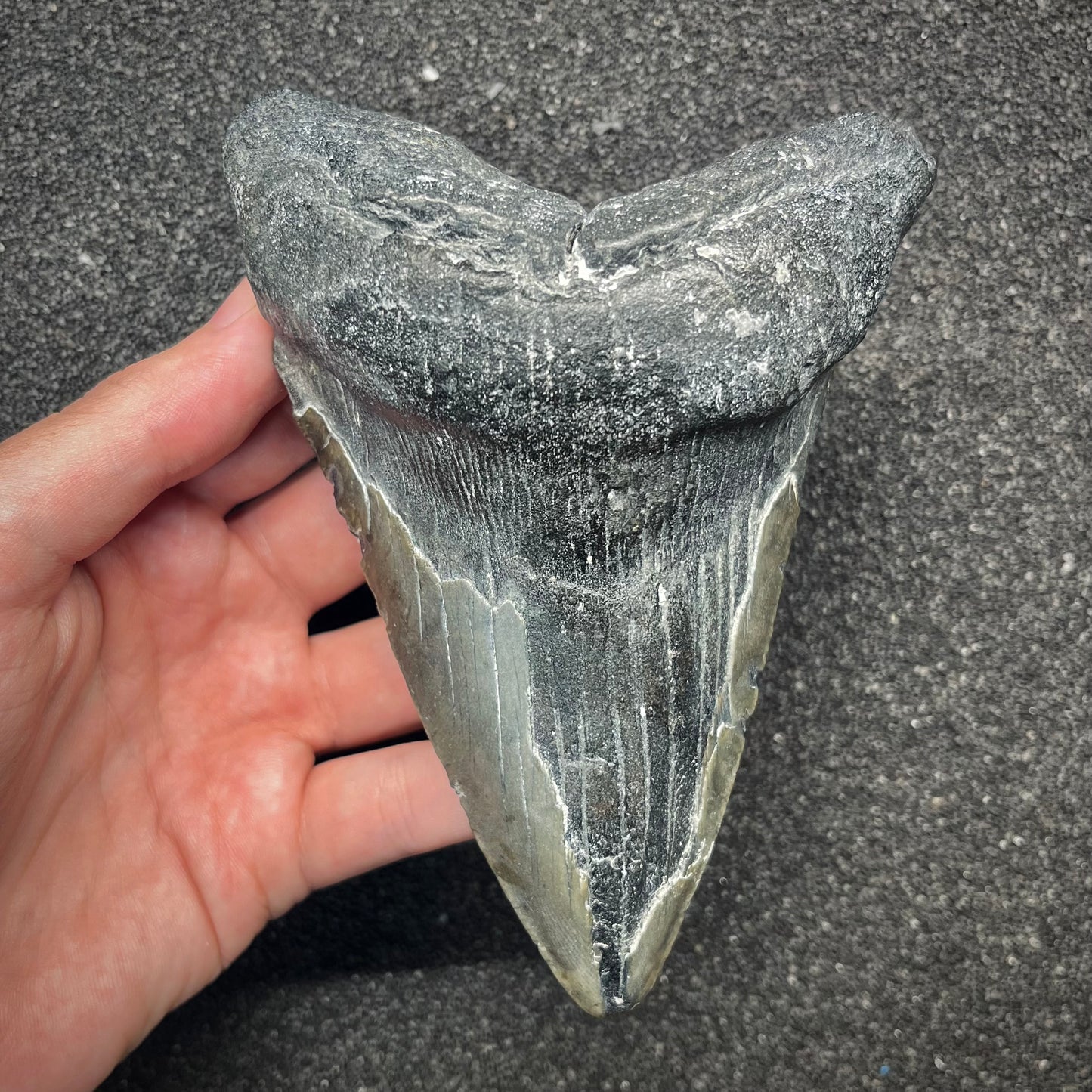 F2927 | Squalo | Otodus megalodon