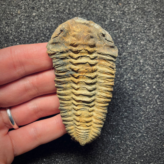 F1591 | Trilobite | Neseuretus tristani