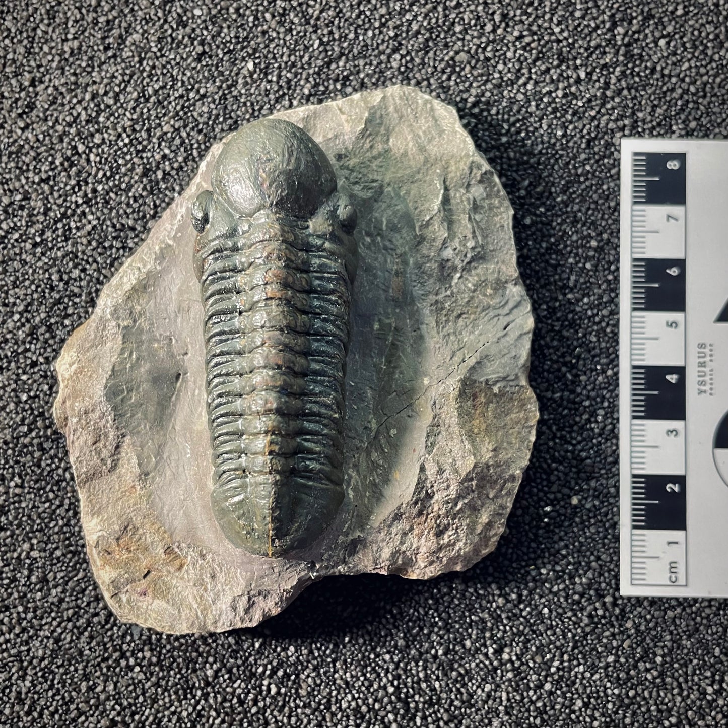 F2607 | Trilobite | Phacopidae indet.