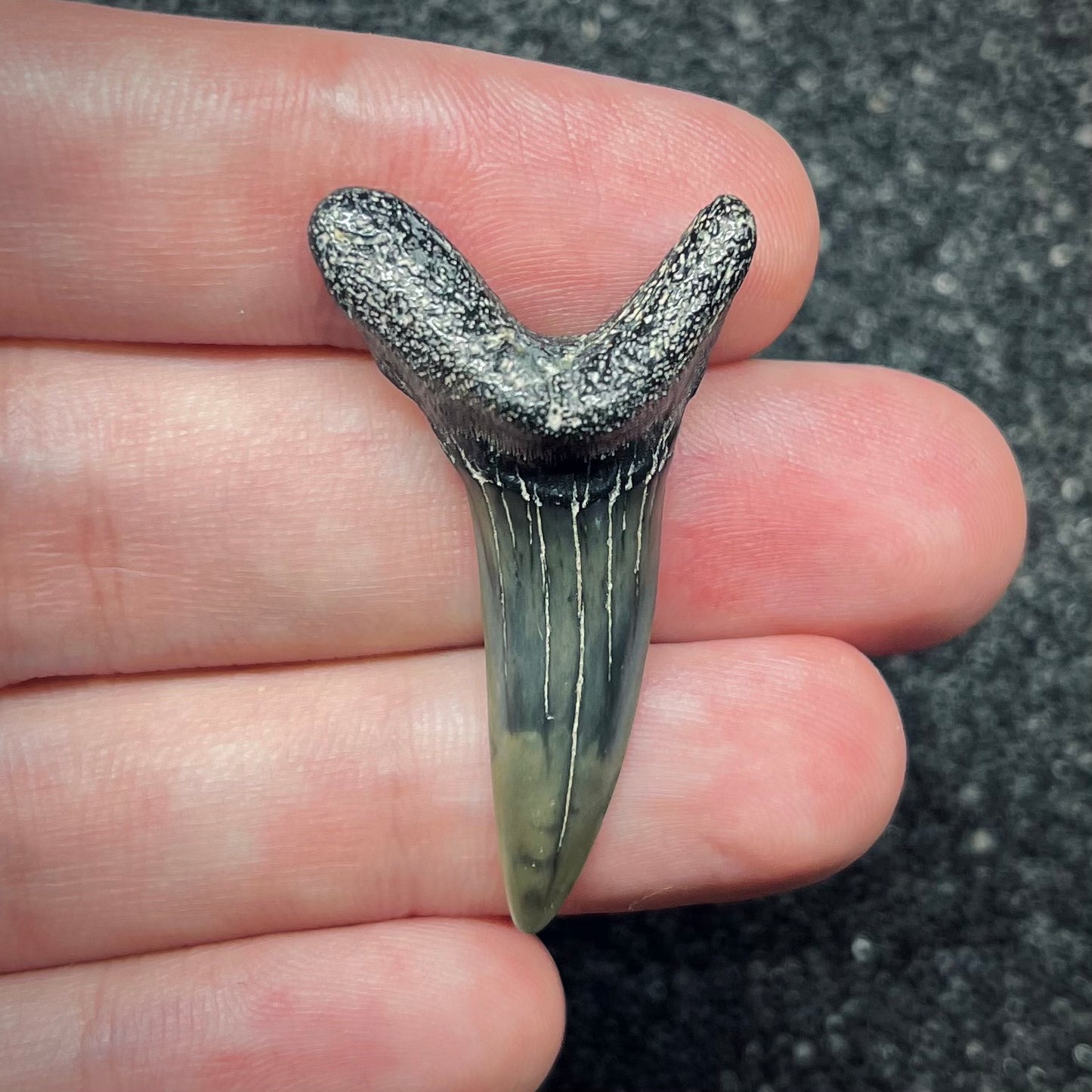 F2736 | Squalo | Odontaspididae indet.