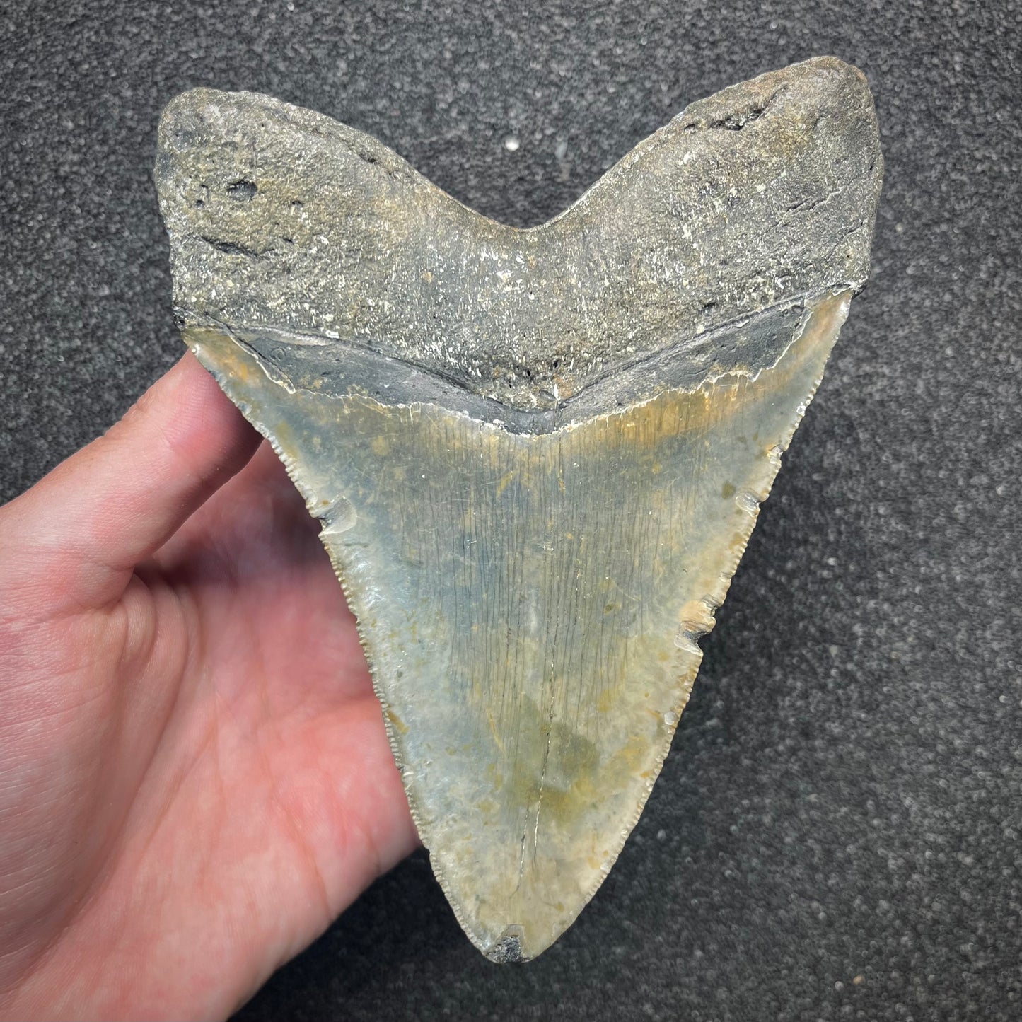 F2932 | Squalo | Otodus megalodon