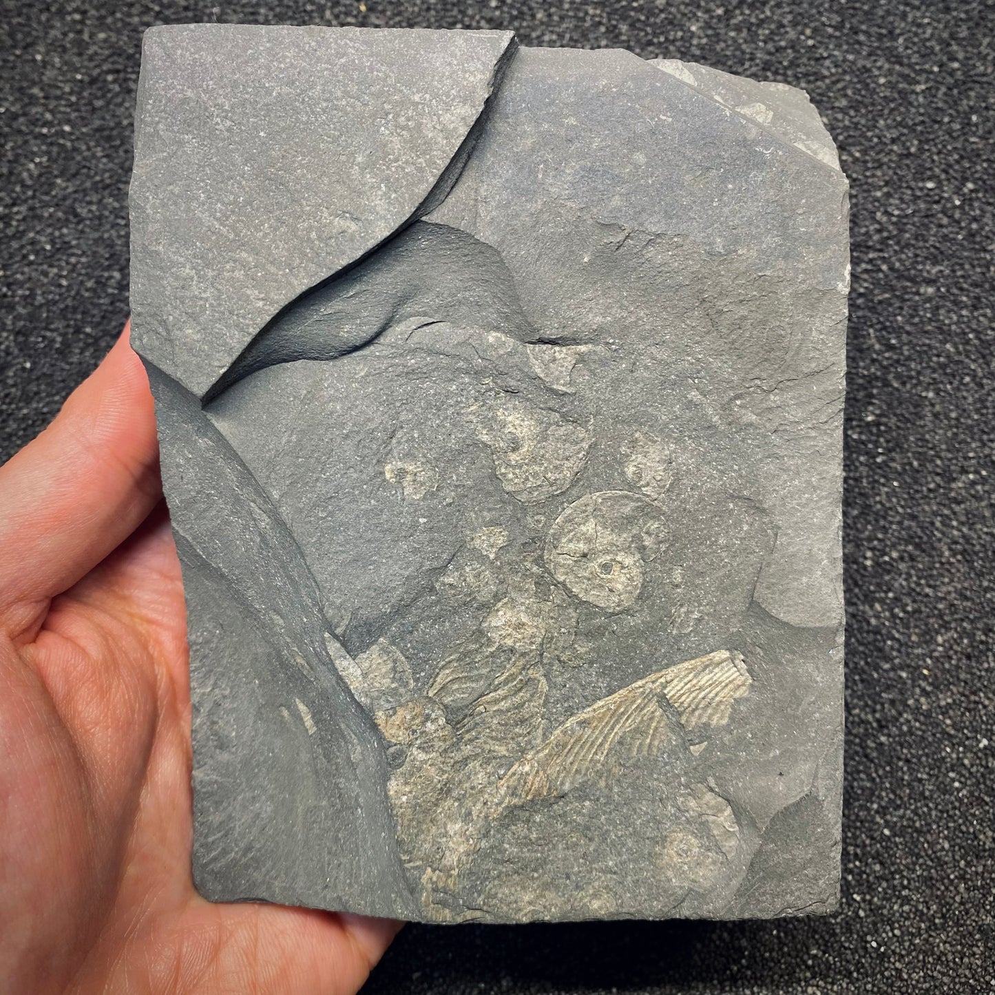 F2677 | Ittiosauro | Ichthyosauria indet.