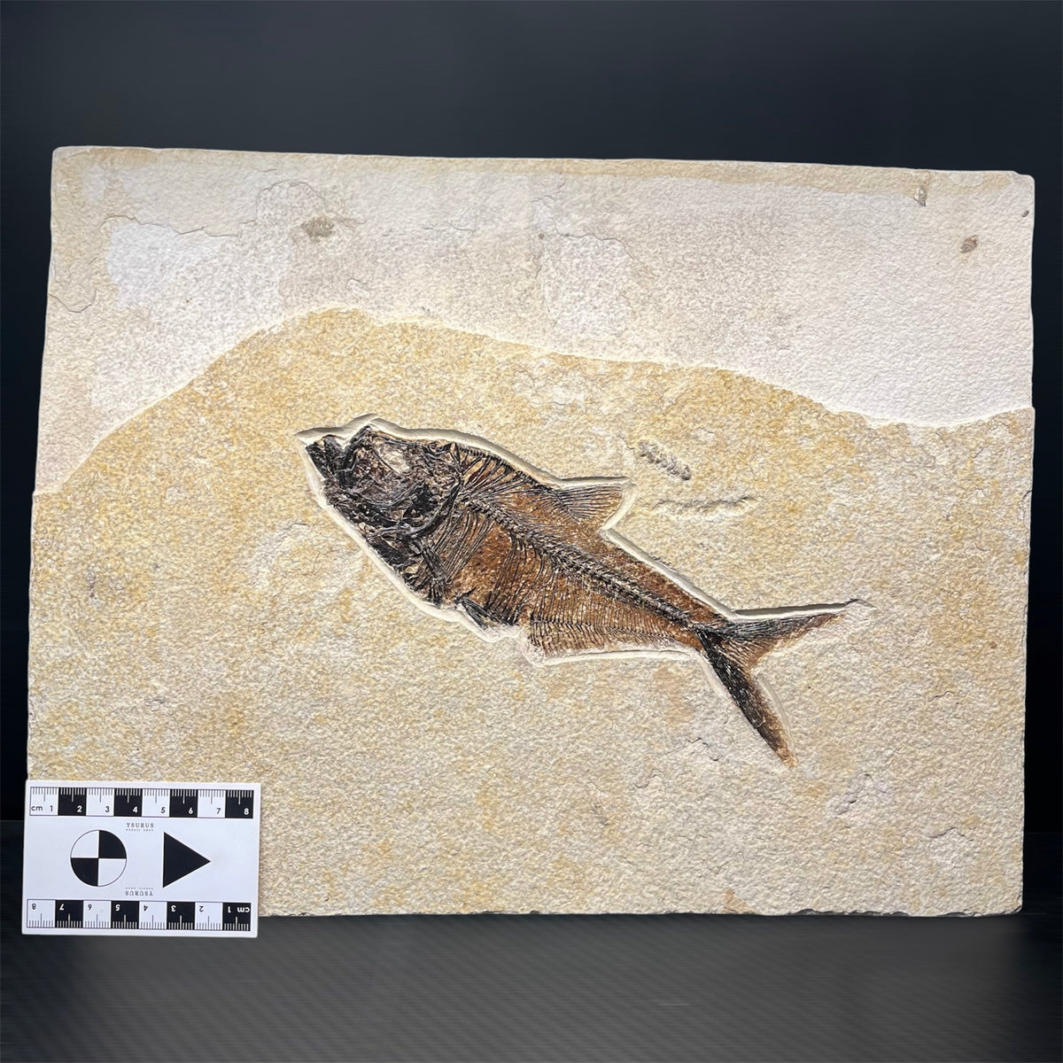 F3066 | Pesce | Diplomystus dentatus