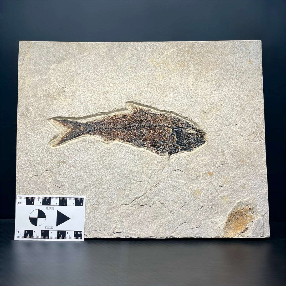 F3067 | Pesce | Knightia eocaena