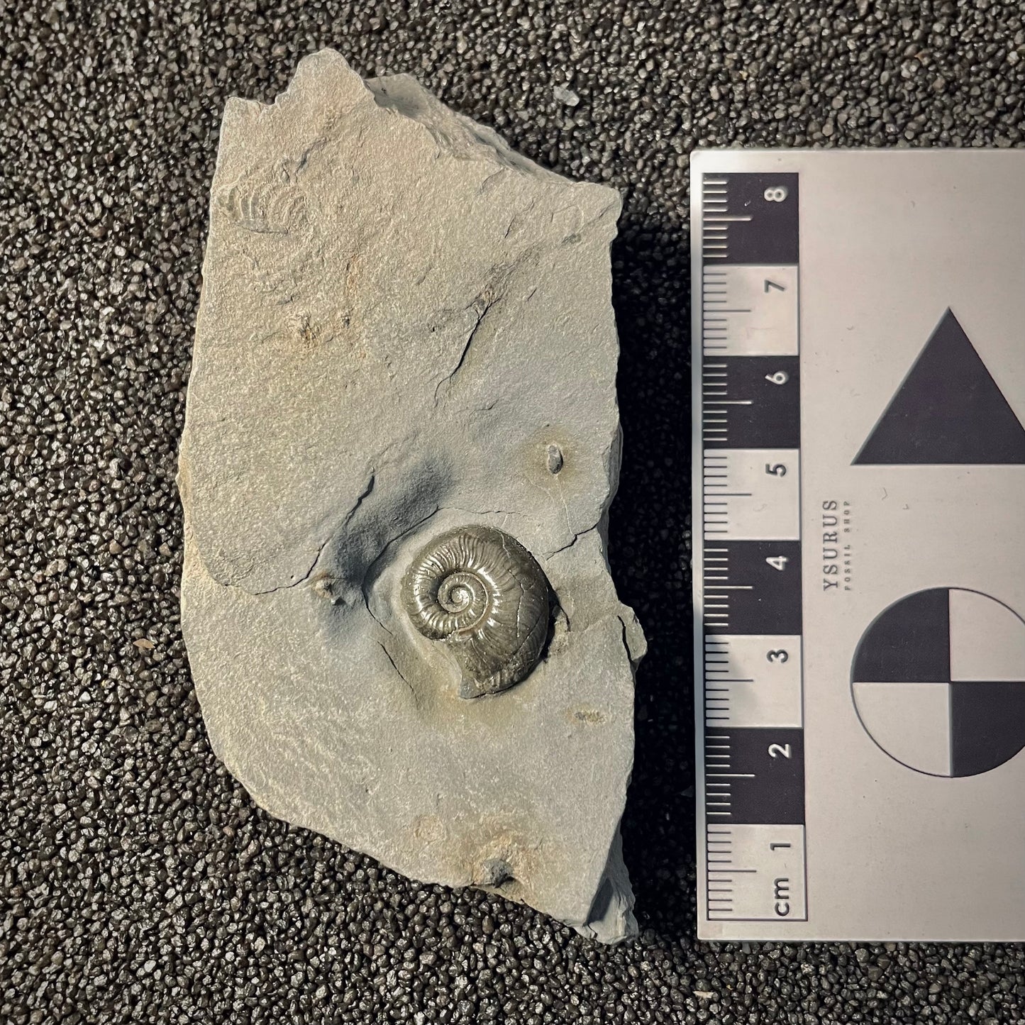 F2172 | Ammonite | Graphoceratidae indet.