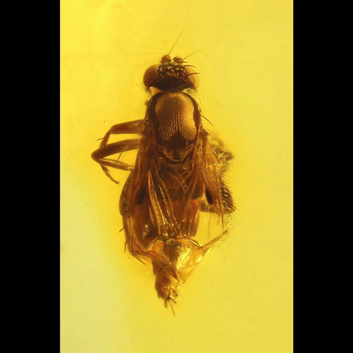 F2844 | Ambra con inclusione | Phoridae indet.