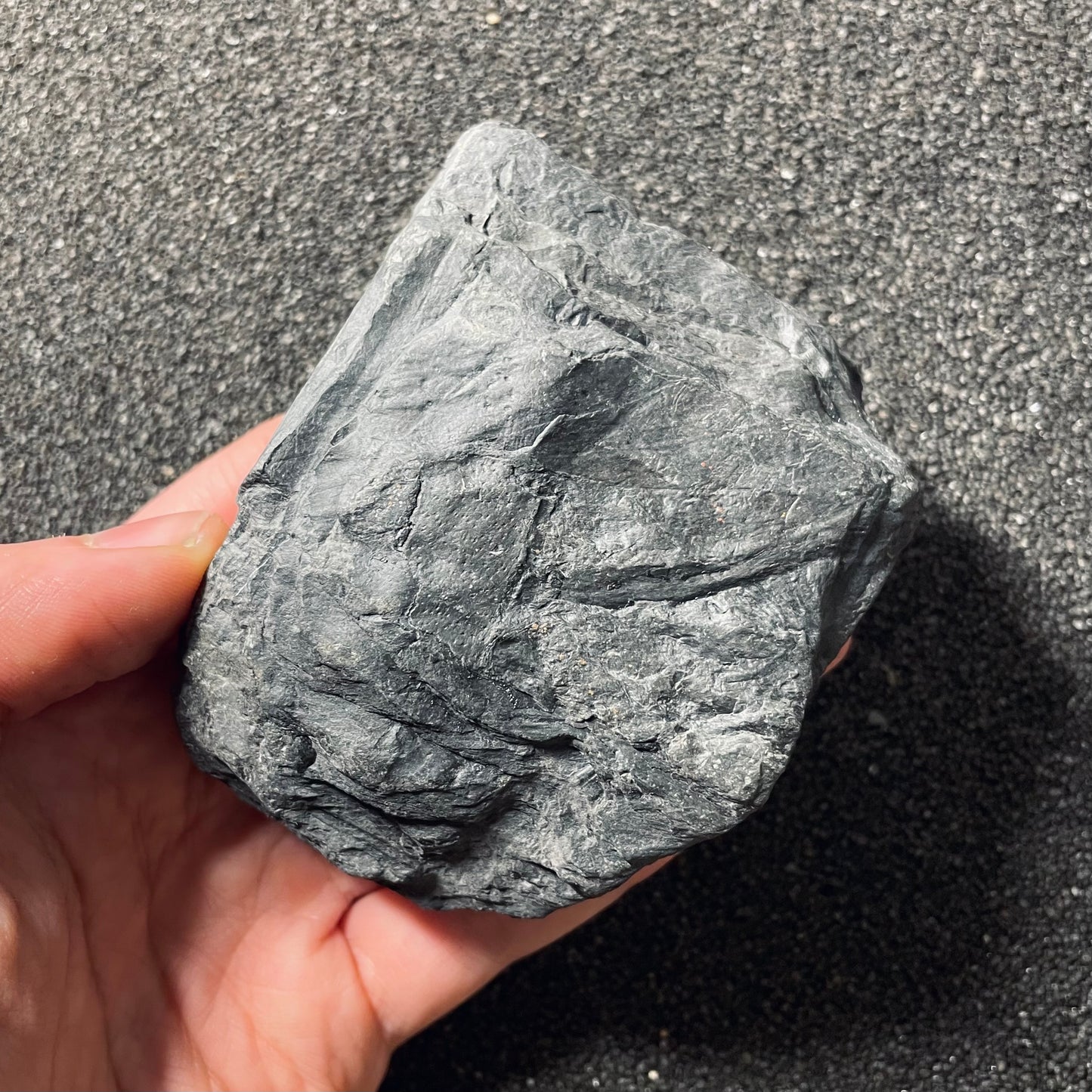 F2489 | Pianta | Lepidodendrales indet.