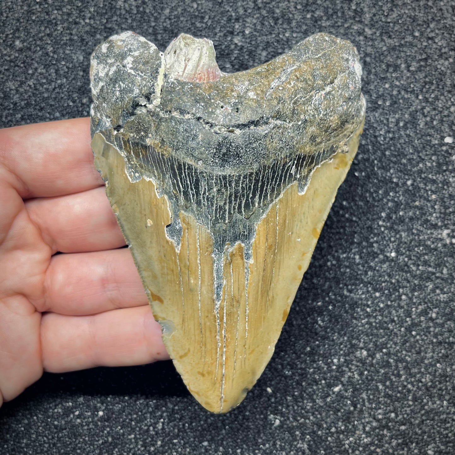 F2777 | Squalo | Otodus megalodon