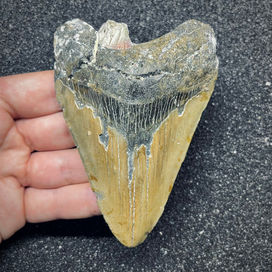 F2777 | Squalo | Otodus megalodon