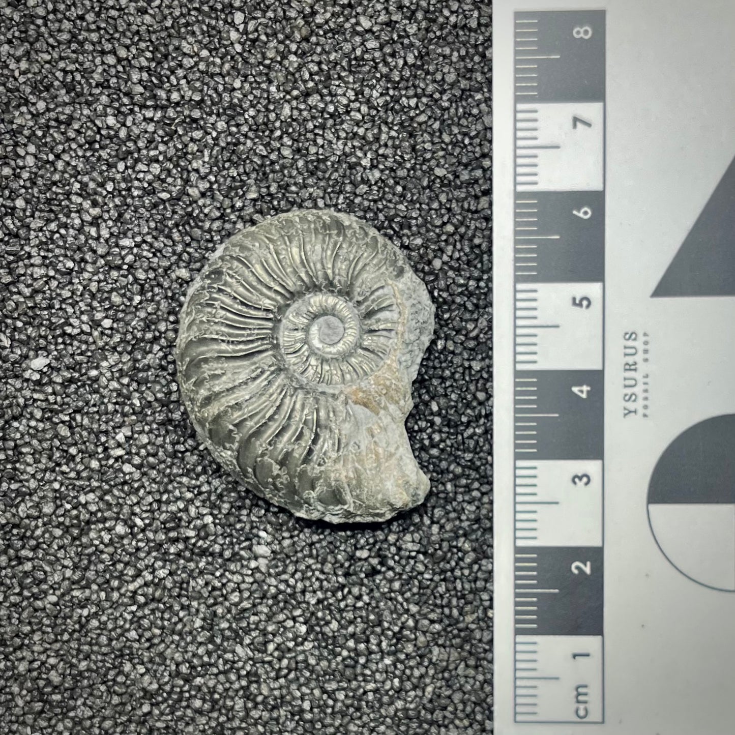 F2879 | Ammonite | Graphoceratidae indet.