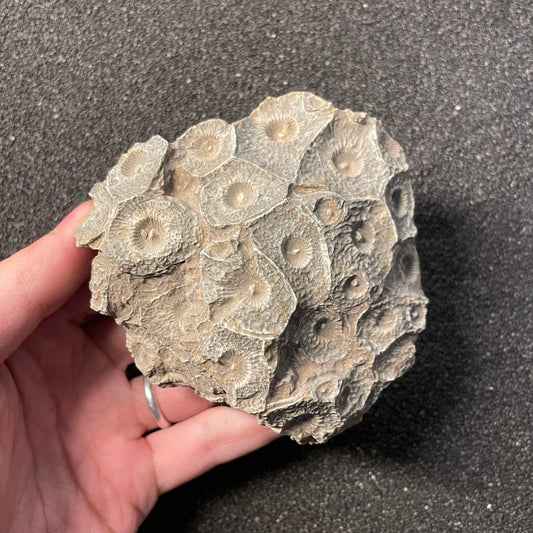 F2472 | Corallo | Hexagonaria sp.