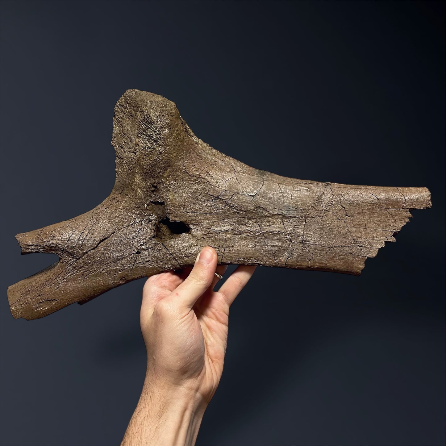 F2508 | Dinosauro | Edmontosaurus sp.