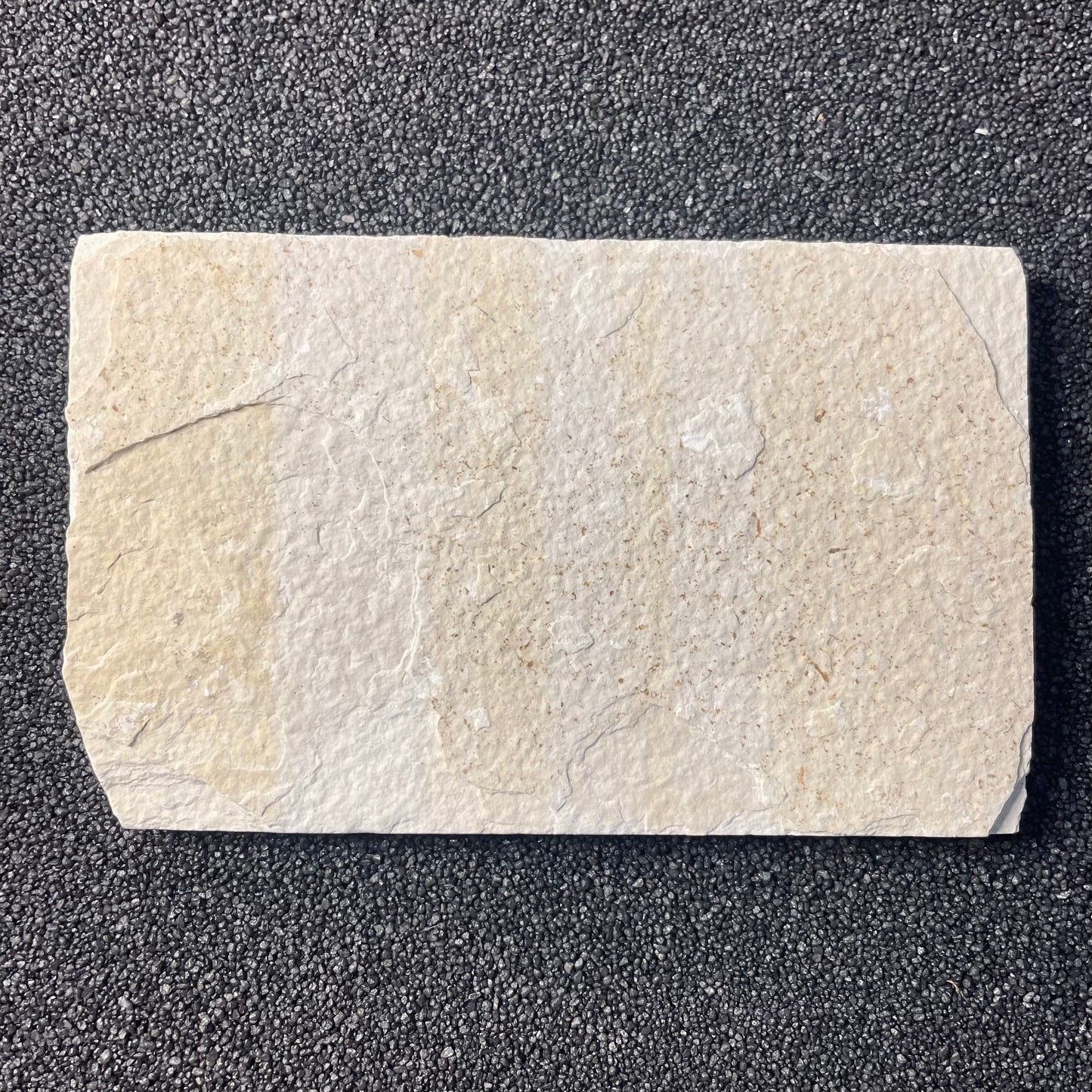 F2219 | Pesce | Knightia eocaena