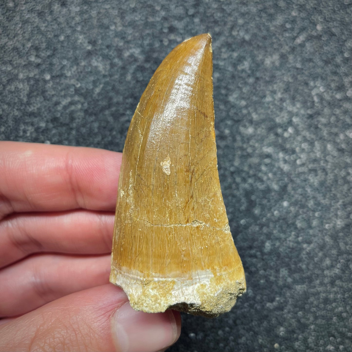 F2695 | Mosasauro | Hainosaurus boubker