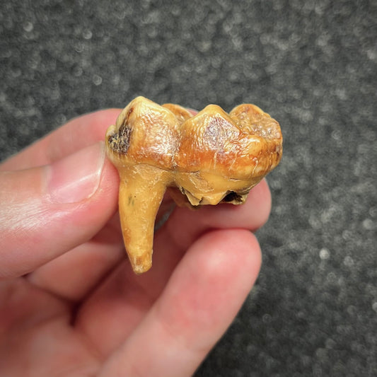 F2996 | Orso | Ursus spelaeus