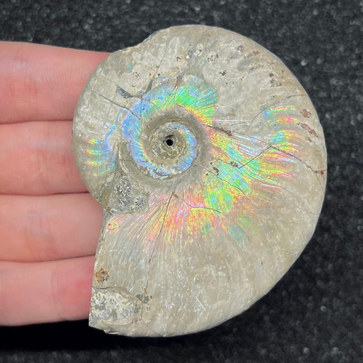 F2961 | Ammonite | Cleoniceras sp.