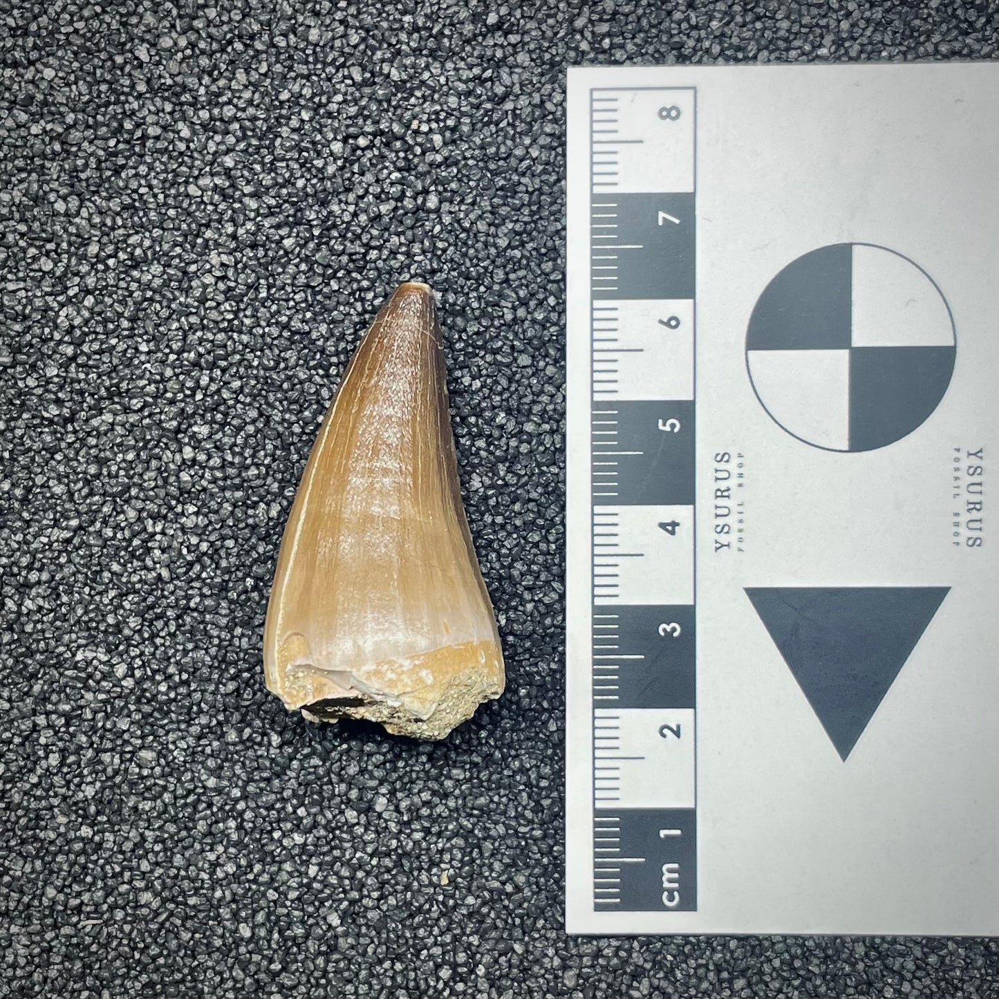 F2696 | Mosasauro | Mosasauridae indet.