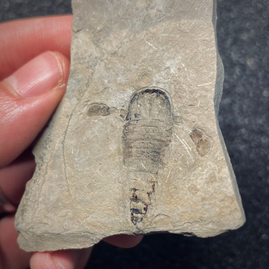 F1865 | Scorpione di mare | Eurypterus tetragonophtalmus