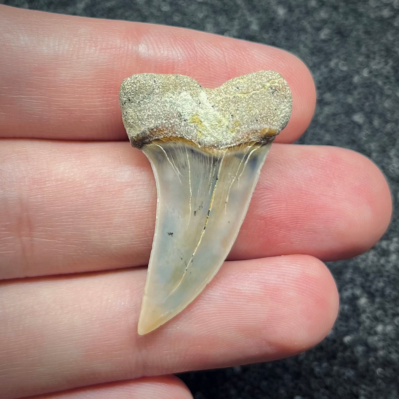 F2748 | Squalo | Carcharodon planus