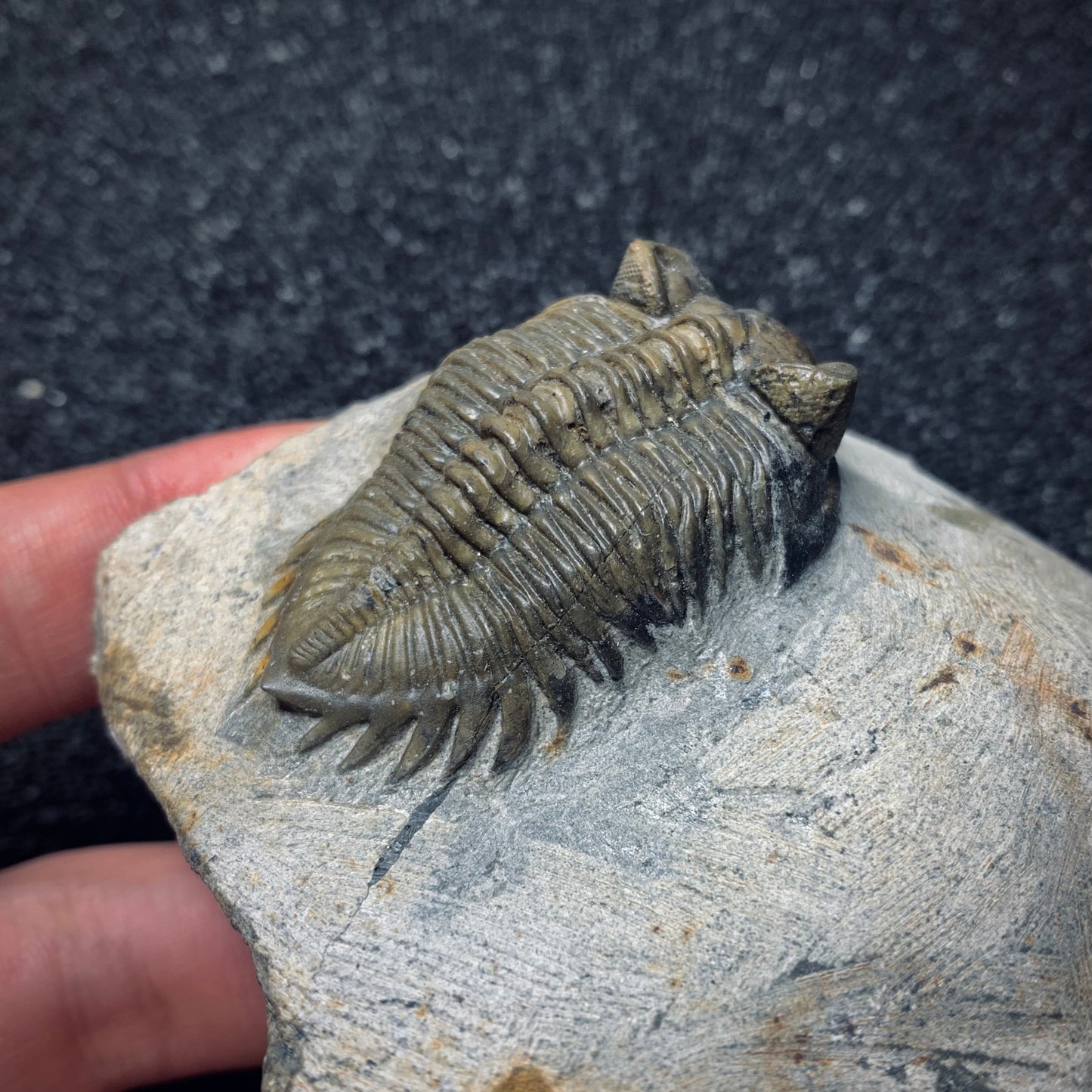 F989 | Trilobite | Coltraenia oufatensis