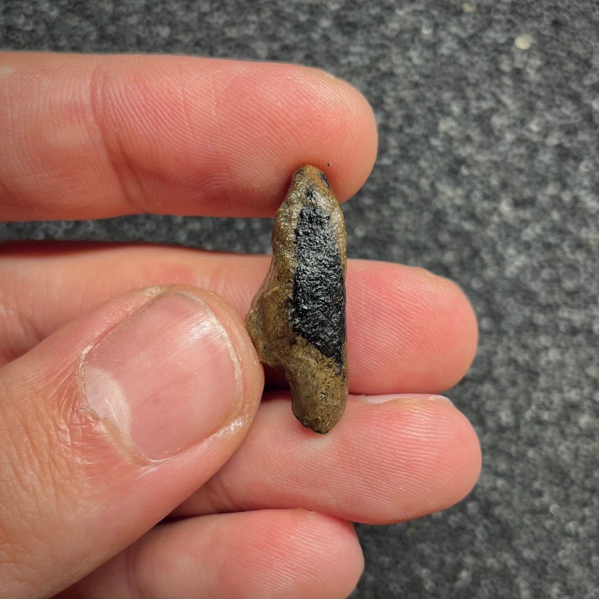F3026 | Delfino | Delphinidae indet.