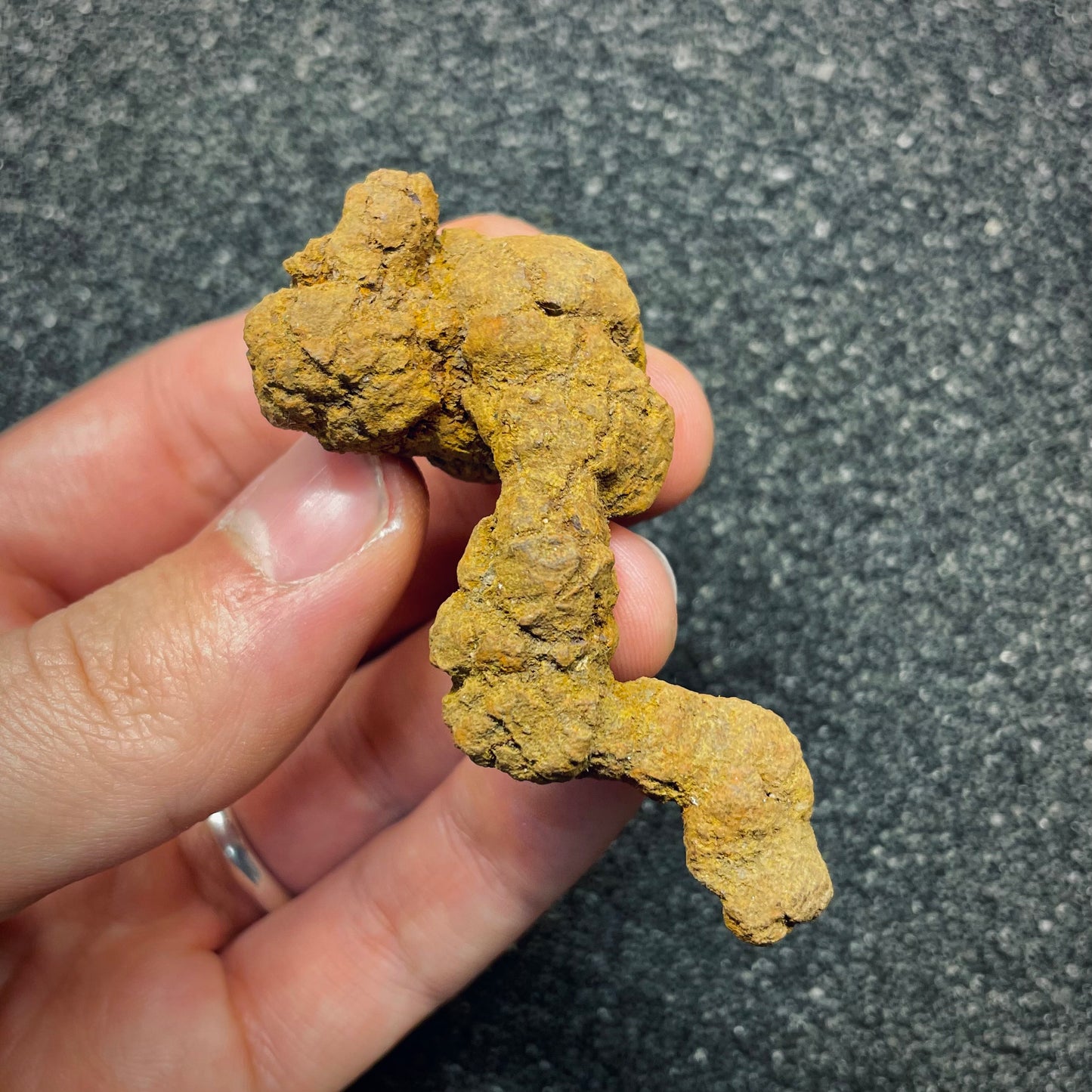 F2765 | Coprolite - Cololite | Testuggine